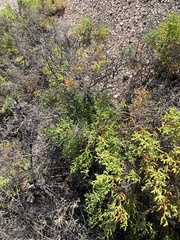 Allenrolfea occidentalis
