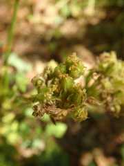 Silphiodaucus hispidus