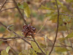 Rabdophaga rosaria