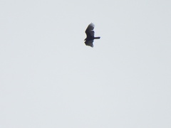 Cathartes aura