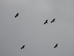 Cathartes aura