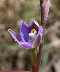 Thelymitra pauciflora