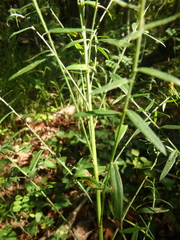 Genista tinctoria