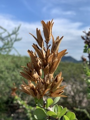 Fouquieria diguetii