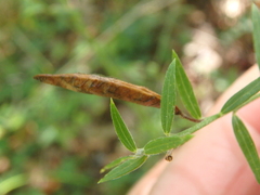 Genista tinctoria