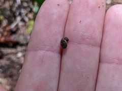 Gastrodontidae