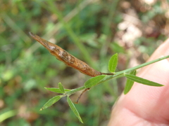 Genista tinctoria