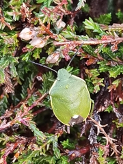 Chlorochroa juniperina
