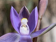 Thelymitra pauciflora