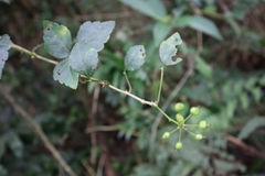 Eleutherococcus trifoliatus