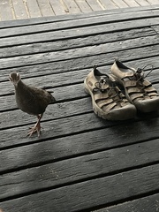 Gallirallus philippensis