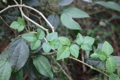 Eleutherococcus trifoliatus