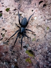 Zelotes