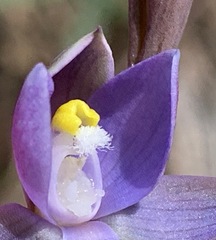 Thelymitra pauciflora