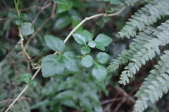 Eleutherococcus trifoliatus