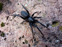 Zelotes