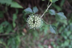 Eleutherococcus trifoliatus