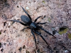 Zelotes