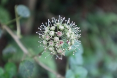 Eleutherococcus trifoliatus