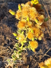 Heterotheca sessiliflora
