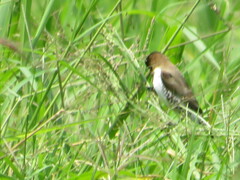 Spermestes cucullata scutata