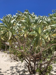 Heliotropium arboreum