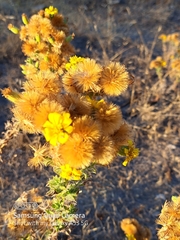Heterotheca sessiliflora