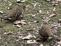 Geophaps scripta