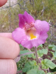 Proboscidea parviflora