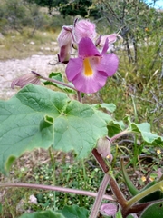 Proboscidea parviflora