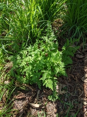 Anthriscus sylvestris