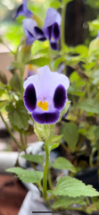 Torenia fournieri