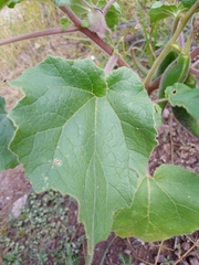 Proboscidea parviflora