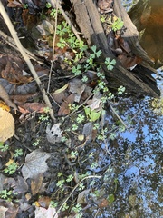 Ranunculus flabellaris