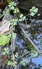 Ranunculus flabellaris