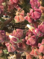 Mesembryanthemoideae