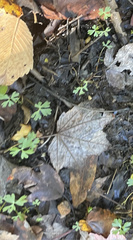 Ranunculus flabellaris