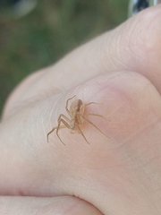 Philodromus marxi