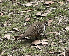 Geophaps scripta