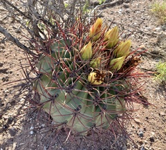 Ferocactus herrerae