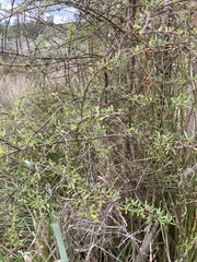 Coprosma propinqua propinqua