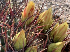 Ferocactus herrerae