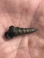 Cerithideopsis