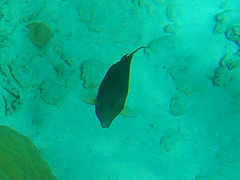 Acanthuridae