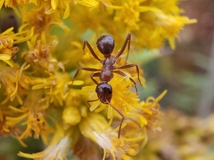 Formica pallidefulva