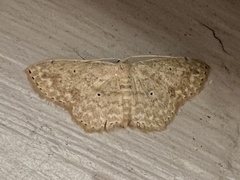Scopula compensata
