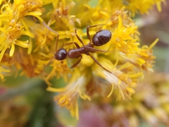 Formica pallidefulva