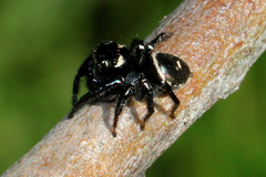 Zenodorus orbiculatus