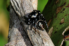 Zenodorus orbiculatus
