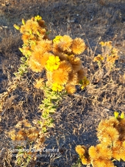 Heterotheca sessiliflora